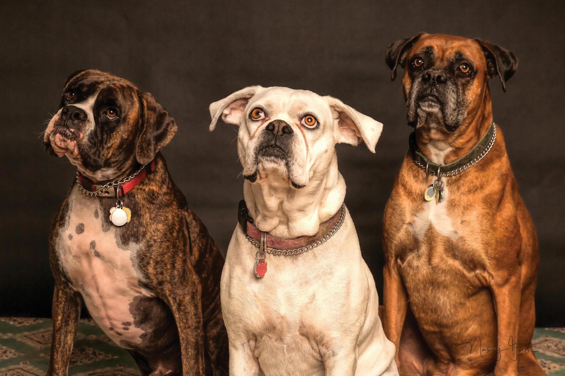 Best Vets in Belfast